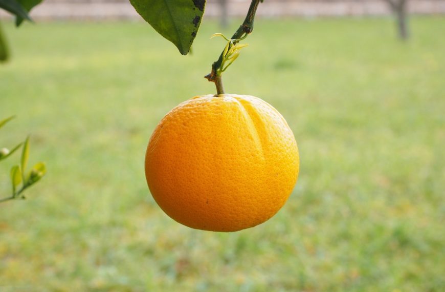 Apfelsinenschwingen