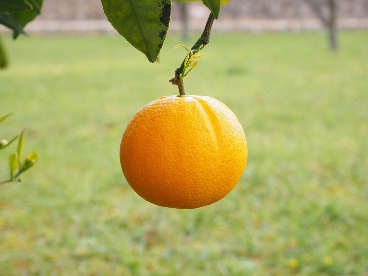 Apfelsinenschwingen 0 (0)