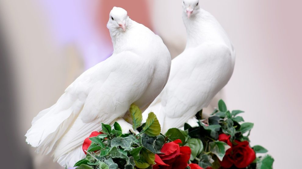 Hochzeit Vogel