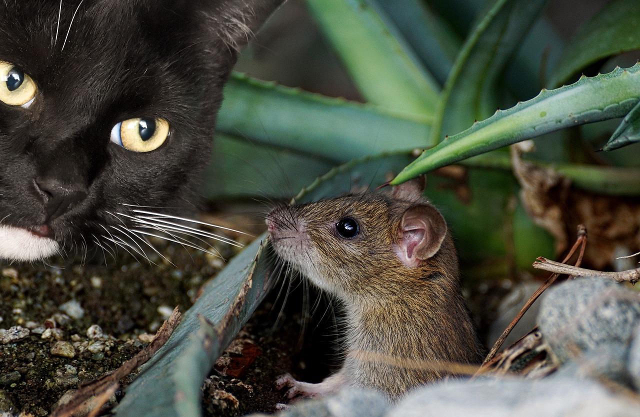 Katz und Maus
